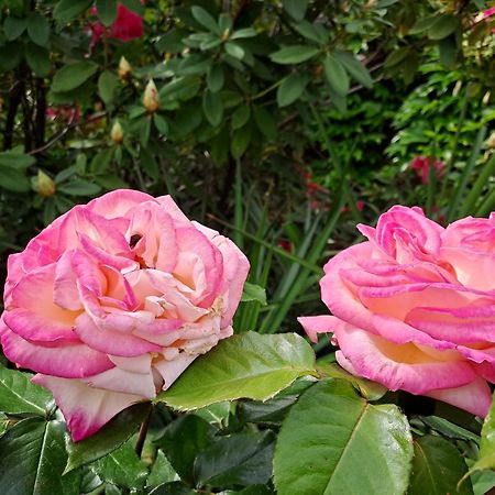 Gite 5 "Le Laurus" Aux Magnolias Aubenas Bagian luar foto