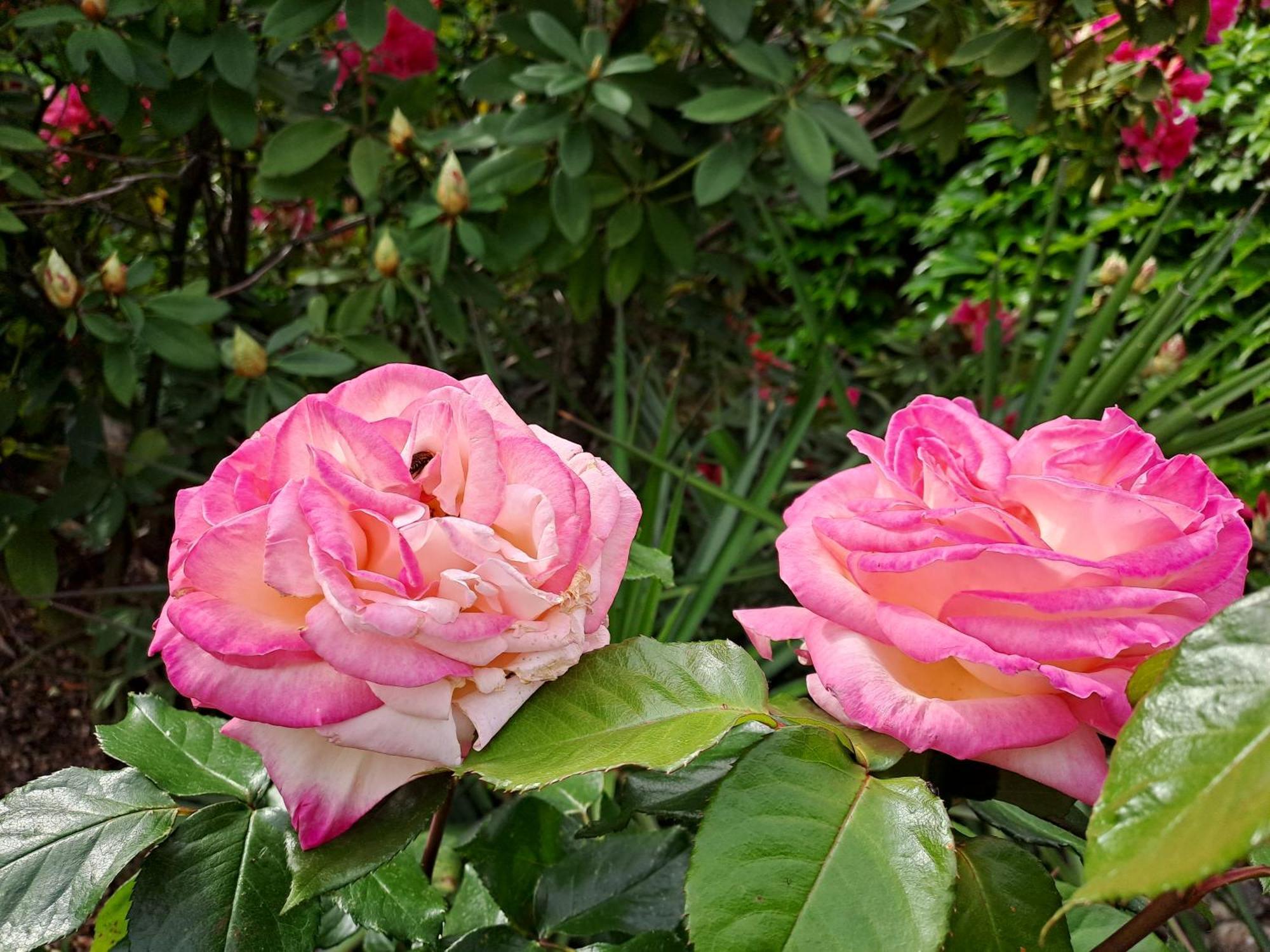 Gite 5 "Le Laurus" Aux Magnolias Aubenas Bagian luar foto