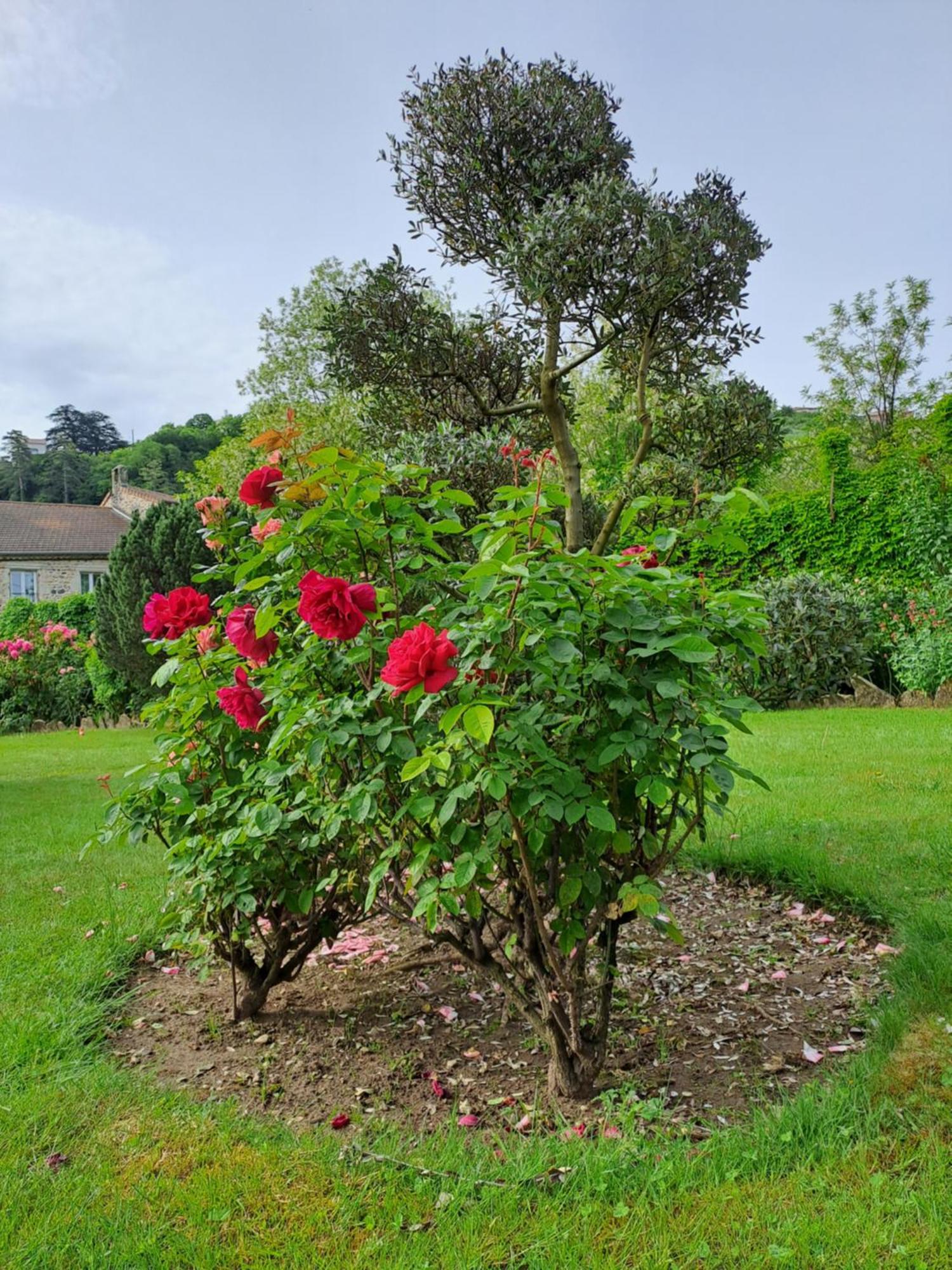 Gite 5 "Le Laurus" Aux Magnolias Aubenas Bagian luar foto